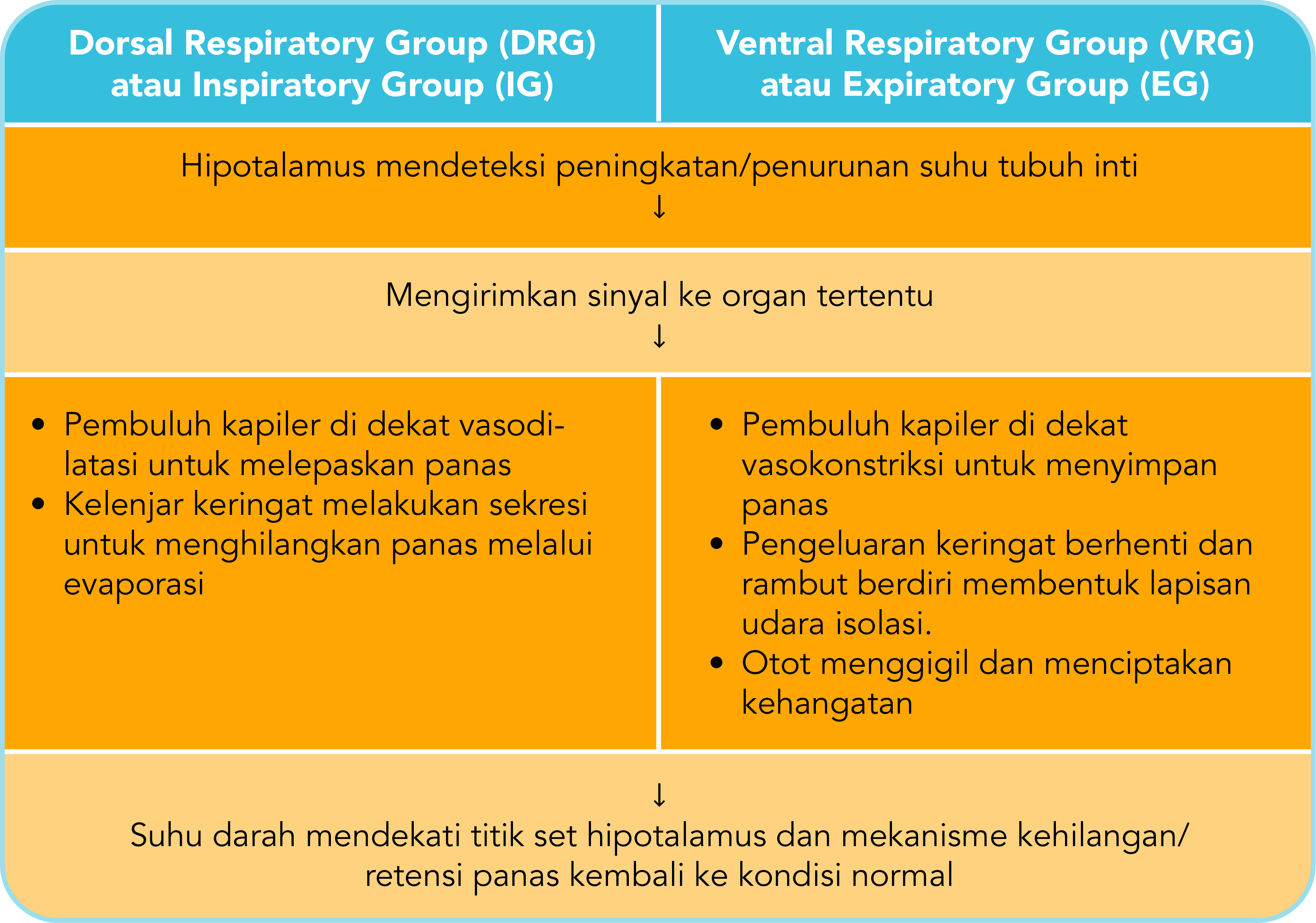 Pengaturan Suhu Tubuh 0885